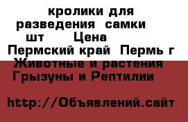 кролики для разведения (самки , 2 шт. ) › Цена ­ 2 000 - Пермский край, Пермь г. Животные и растения » Грызуны и Рептилии   
